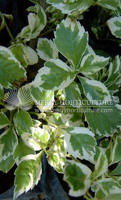 Duranta erecta 'White'